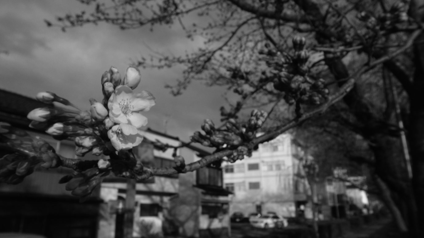 お花見たい　お花見た　お花見